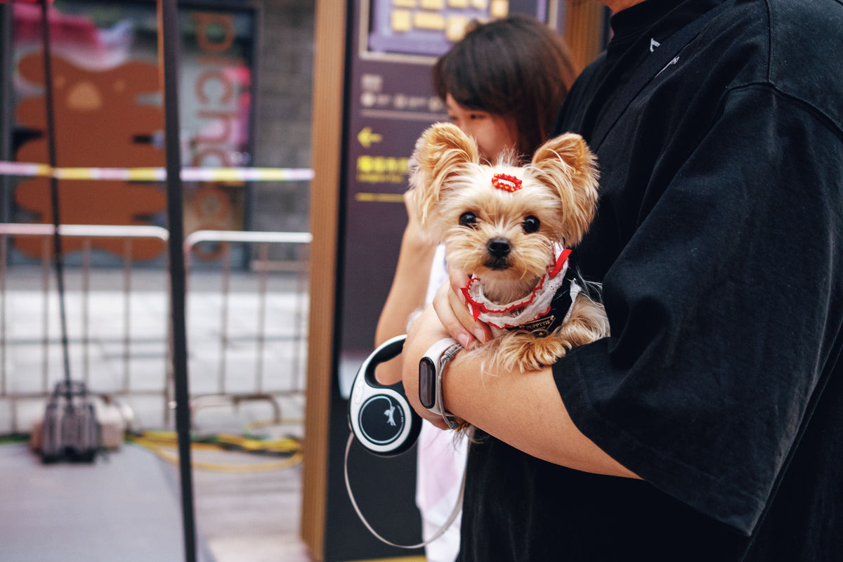 Top 5 Pet-Friendly Malls in Singapore for a Day Out With Your Dog