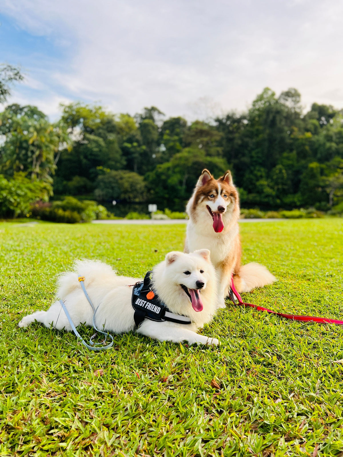 5 Best Places for Long Walks in Singapore With Your Dog